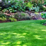 Five Signs Your Lawn Is Asking for Help (Before It’s Too Late!)